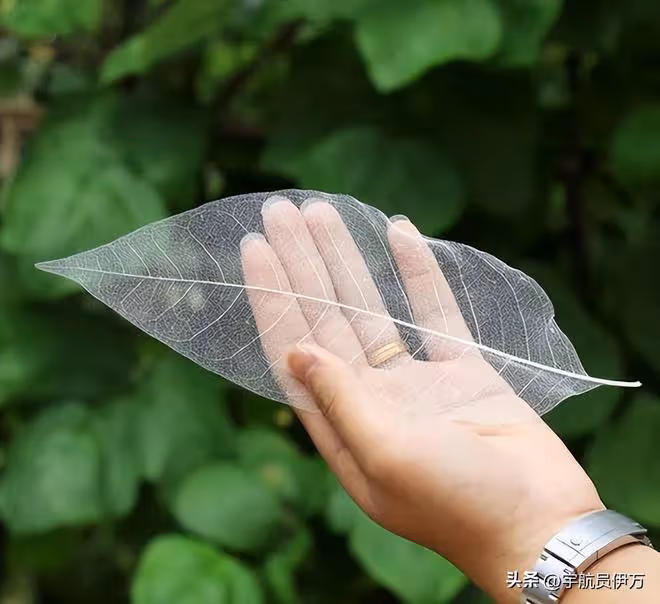 貴州美女賣樹葉13年,靠央視走紅,一片7千,如今成人生贏家