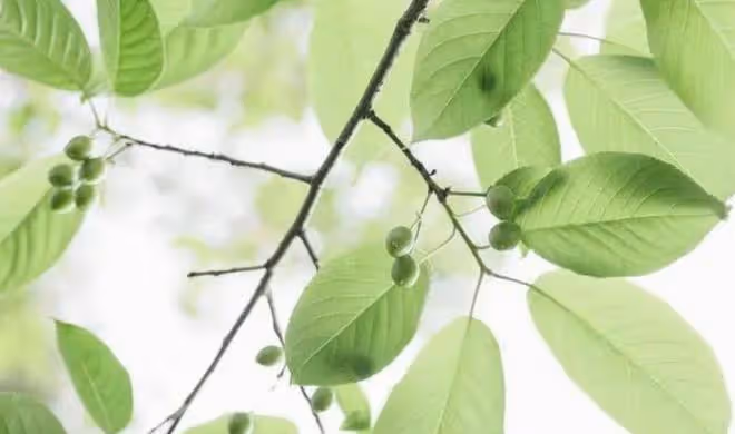 獅子座3月上半月指南,維繫這段感情相當不容易,受了不少的委屈