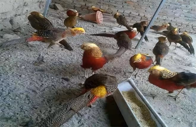 山西老農養「鳳凰」4年,被發現時已養40隻,專家告知:不能養了