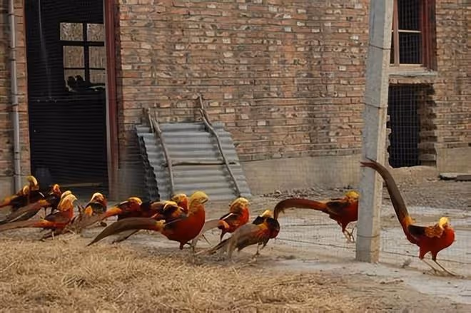 山西老農養「鳳凰」4年,被發現時已養40隻,專家告知:不能養了