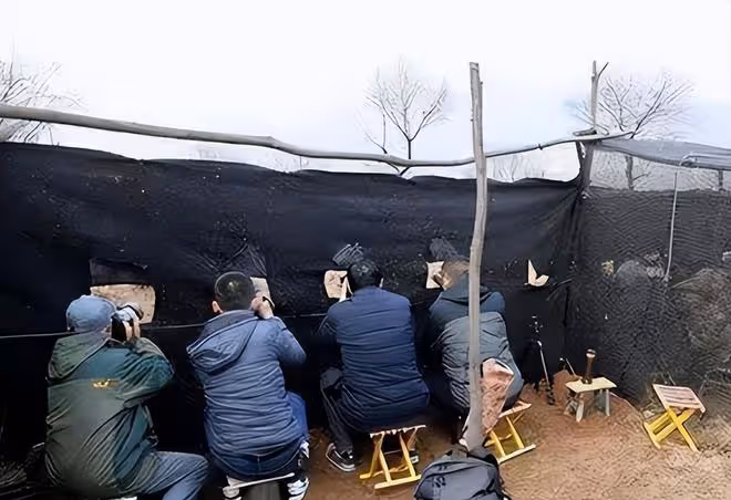 山西老農養「鳳凰」4年,被發現時已養40隻,專家告知:不能養了