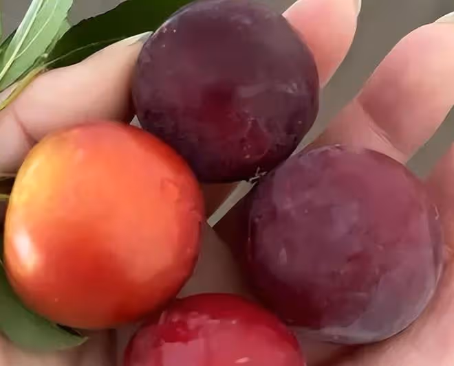 老話說，墳前不祭四果，「四果」指的是什麼？
