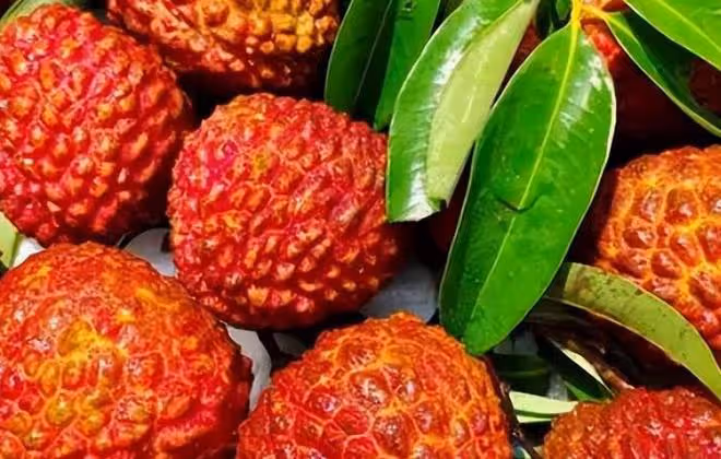 老話說，墳前不祭四果，「四果」指的是什麼？