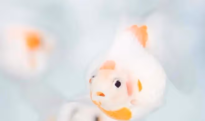 金牛座未來三十天發展，給自己一些時間，先緩解一下內心的不適