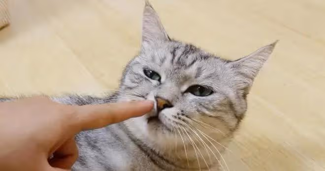 鏟屎官「打貓」的時候,貓咪在想什麼?