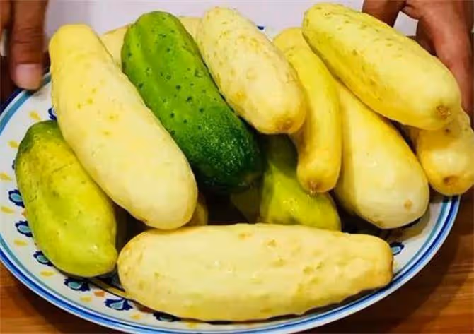 吃不完的老黃瓜保存方法大公開,冬天也能品嘗到清新的黃瓜湯
