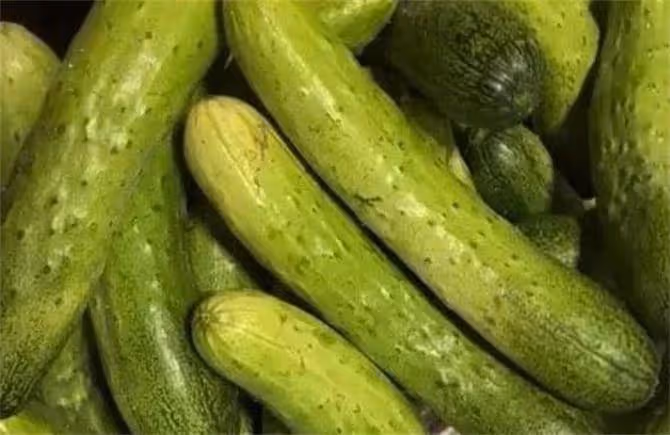 吃不完的老黃瓜保存方法大公開,冬天也能品嘗到清新的黃瓜湯