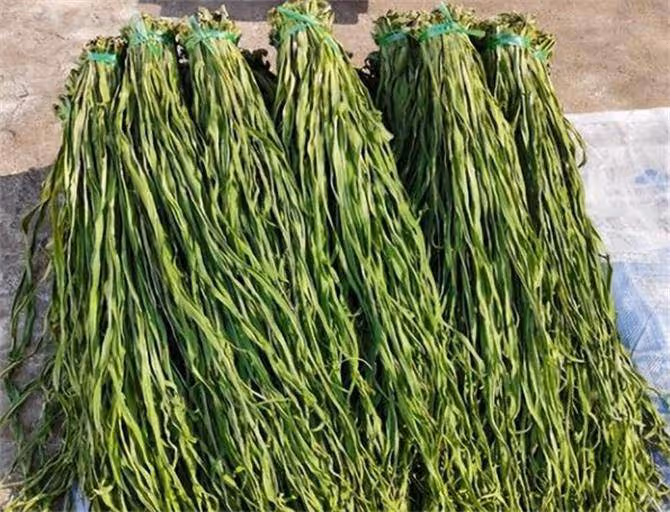 貢菜是不是萵筍曬乾的?貢菜是什麼菜?貢菜和萵筍的區別是什麼?