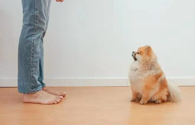 揭秘狗狗最害怕的懲罰方式!為了愛犬,你一定不能錯過!