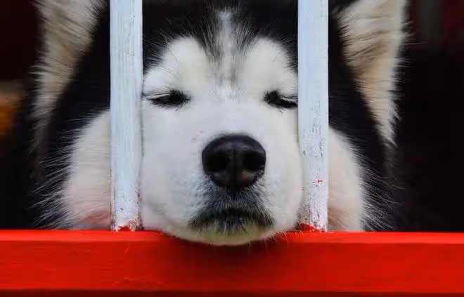 揭秘狗狗最害怕的懲罰方式!為了愛犬,你一定不能錯過!