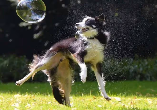揭秘狗狗最害怕的懲罰方式!為了愛犬,你一定不能錯過!