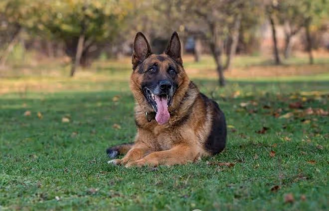 護衛犬排行榜前十名:守護家庭安全的忠誠衛士