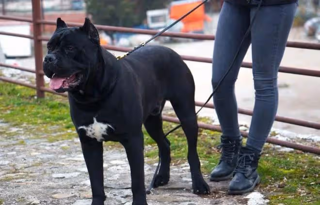 護衛犬排行榜前十名:守護家庭安全的忠誠衛士