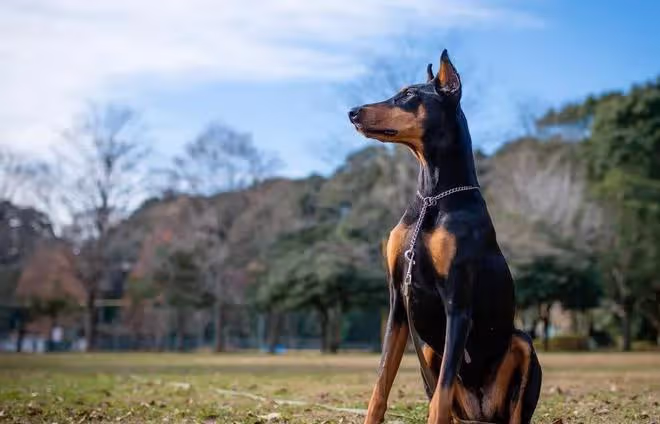 護衛犬排行榜前十名:守護家庭安全的忠誠衛士