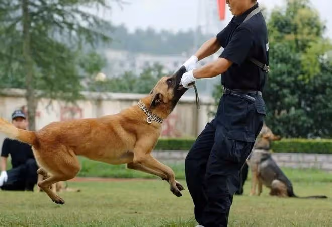 護衛犬排行榜前十名:守護家庭安全的忠誠衛士
