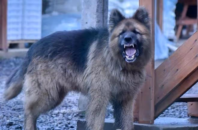 護衛犬排行榜前十名:守護家庭安全的忠誠衛士