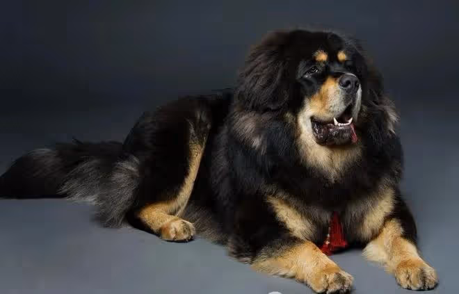護衛犬排行榜前十名:守護家庭安全的忠誠衛士