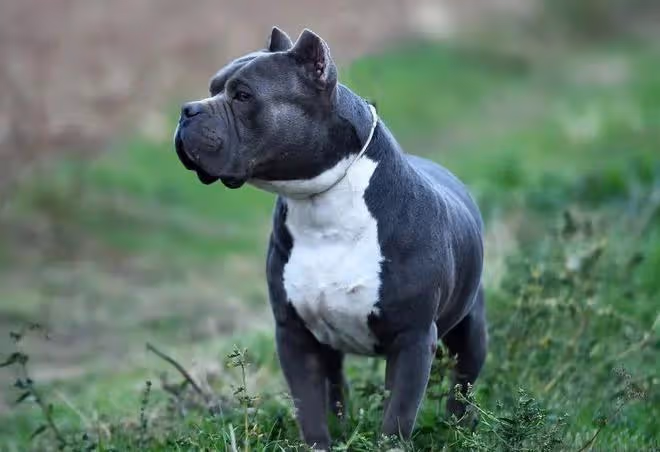 護衛犬排行榜前十名:守護家庭安全的忠誠衛士