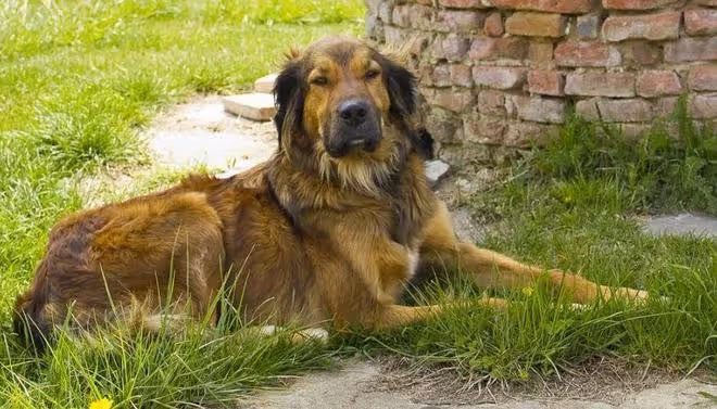 護衛犬排行榜前十名:守護家庭安全的忠誠衛士