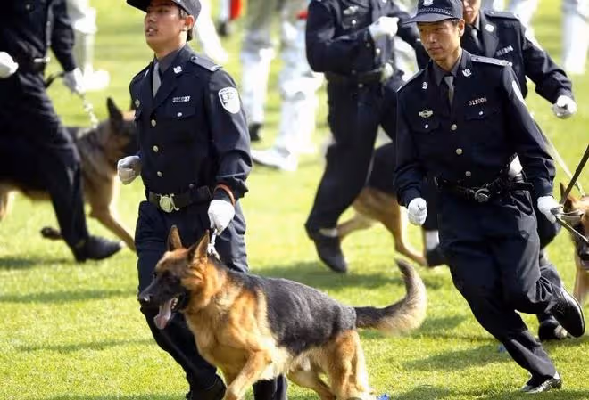 護衛犬排行榜前十名:守護家庭安全的忠誠衛士