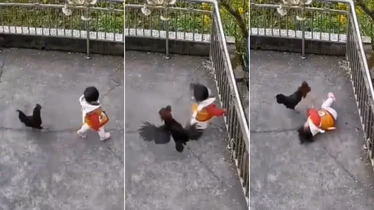 惹錯人影片｜公雞飛踹KO小飼主　慘遭阿公阿嬤尋仇分屍燉湯