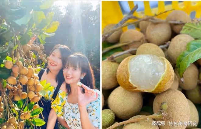 中國的龍眼之鄉在哪裡？這7大龍眼產地 哪的最好吃？有你的家鄉嗎
