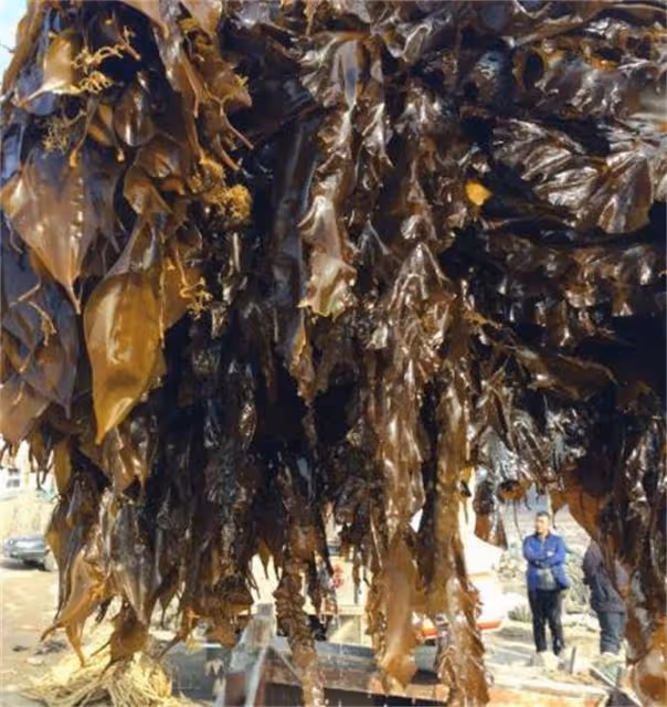 海帶哪裡的產地最好？海帶有保質期嗎？最長可放多長時間？