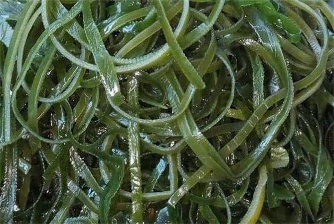 海帶哪裡的產地最好？海帶有保質期嗎？最長可放多長時間？