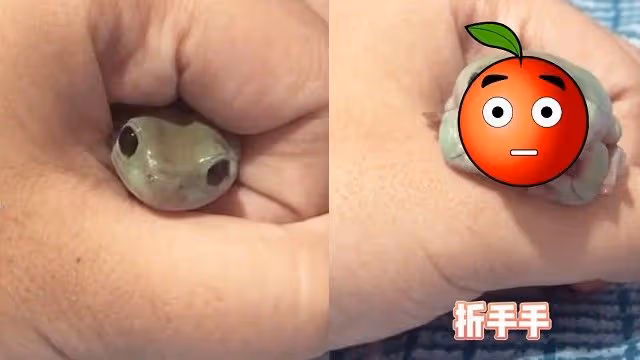 手裡鑽出一張臉！「旅蛙」真實版超萌現身　還會折手手