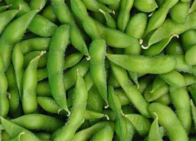 大豆、毛豆、黃豆到底有什麼區別？豆類古代為什麼稱作菽？