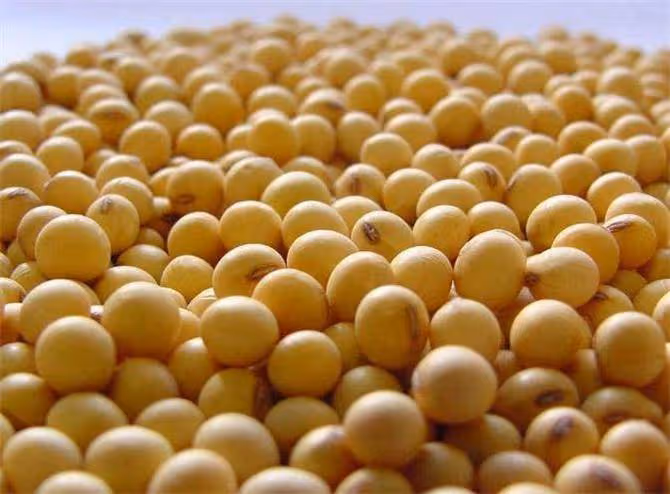 大豆、毛豆、黃豆到底有什麼區別？豆類古代為什麼稱作菽？