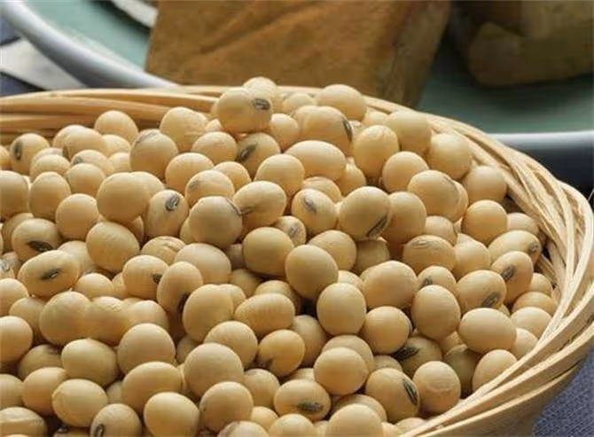 大豆、毛豆、黃豆到底有什麼區別？豆類古代為什麼稱作菽？