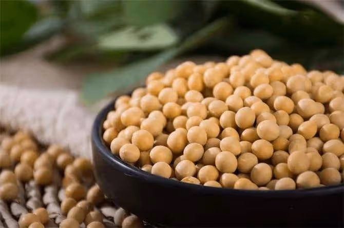 大豆、毛豆、黃豆到底有什麼區別？豆類古代為什麼稱作菽？
