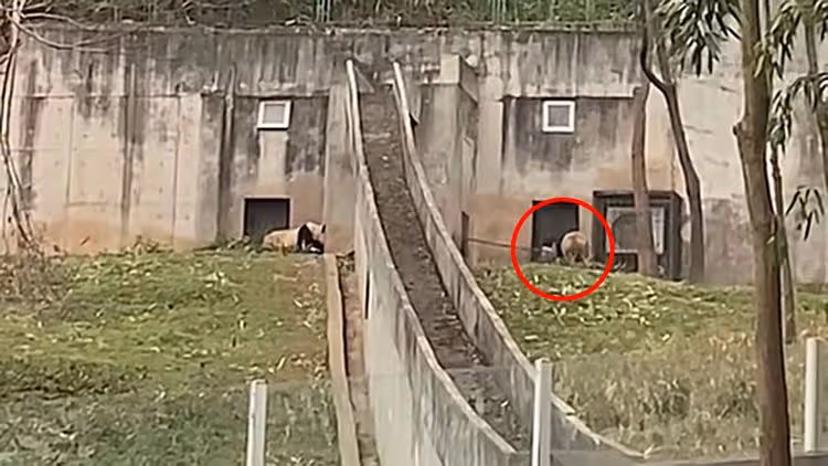 中國大貓熊中心竟「揮鐵鏟打貓熊」　遊客目擊揭飼養員惡行