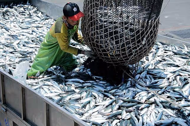 2個兒子考上台大!譚敦慈曝秘訣「愛吃台大醫科魚」 公開真面目「每週至少吃2次」:顧腦也顧心