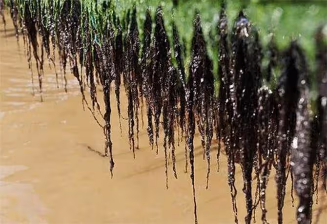 野生紫菜是從哪裡長出來的?你吃過不一定見過,看完文章長見識了