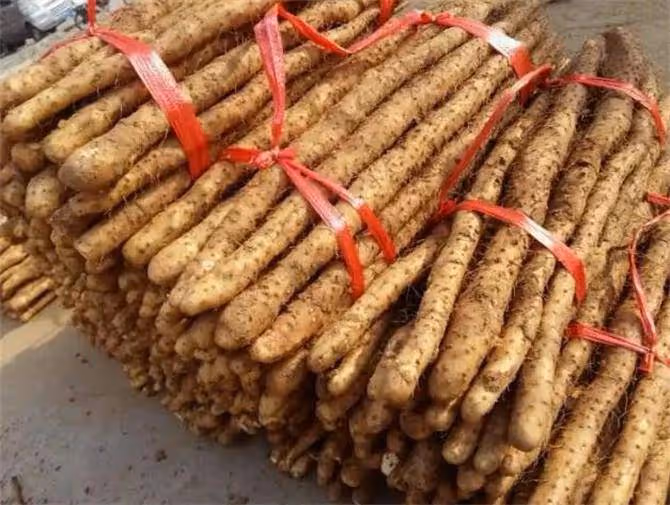 鐵棍山藥易儲存,藥用價值高!你知道哪裡產的山藥最好嗎?