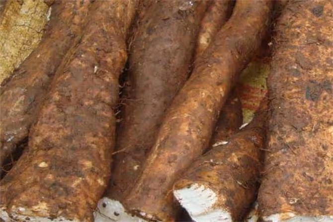 山藥和淮山有什麼區別嗎?教你4招輕鬆分辨,讓你不被騙不亂補
