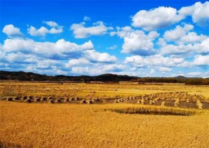 五常大米產地是哪裡?正宗五常大米核心產區有哪幾個?