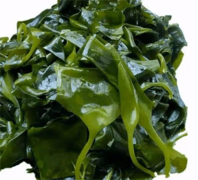 裙帶菜和海帶有啥不一樣?吃哪個更有營養?到底誰才是海藻之王