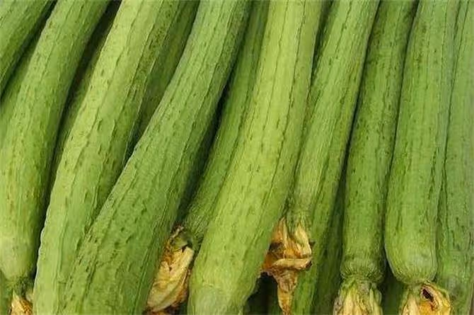 絲瓜發苦是怎麼回事?絲瓜發苦的原因,發苦後還能吃嗎?