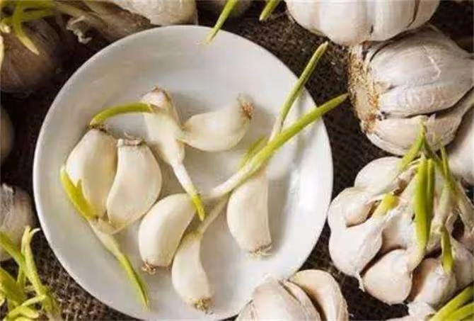 今天才知道,保存大蒜也有妙招,放多久都不發芽不幹癟,學會不虧