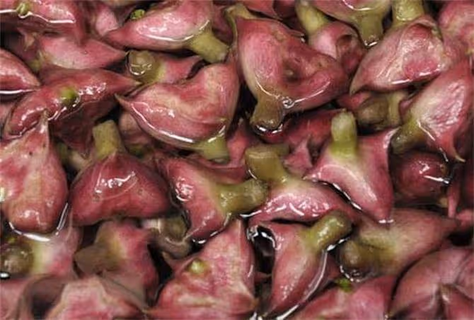 菱角既能生吃也能炒菜,但一定不要這樣吃,易損傷脾胃功能