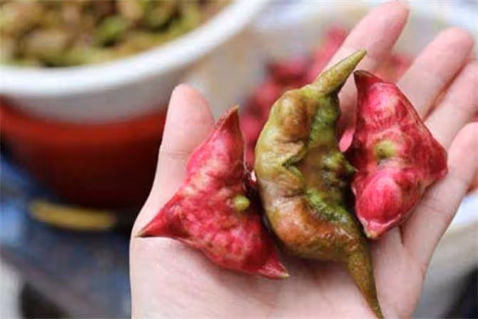 菱角既能生吃也能炒菜,但一定不要這樣吃,易損傷脾胃功能