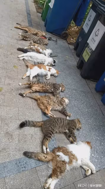 心痛!廣西南寧一小區現惡性投毒事件:十幾隻流浪貓一夜被毒死!
