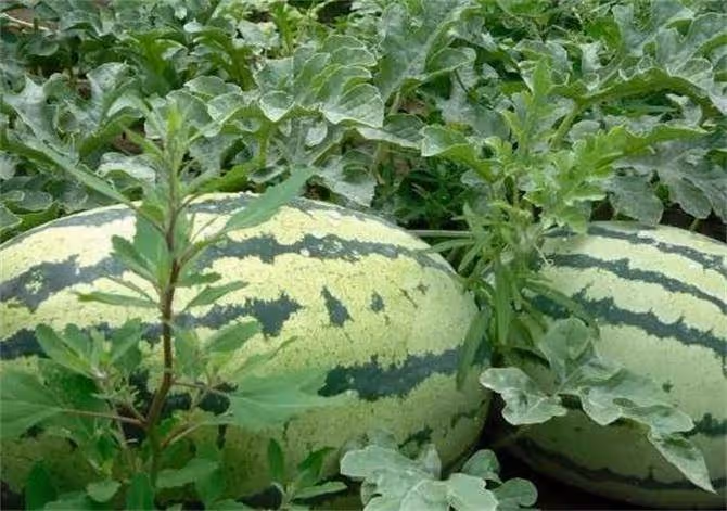西瓜一般多少天成熟?西瓜從開花到成熟需要多少天?