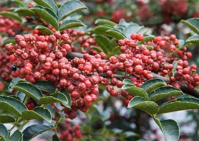 每天吃花椒,中國最好的花椒產地,你知道幾個?