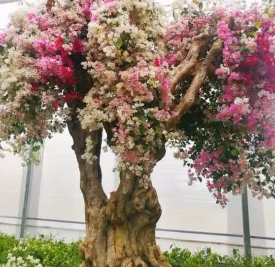 5種花「壽命長」,家裡養幾棵,長成老樁越值錢,顏值超高的