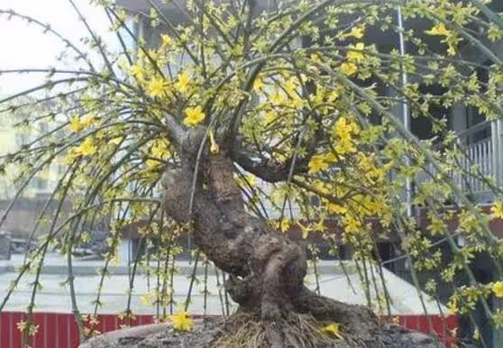 5種花「壽命長」,家裡養幾棵,長成老樁越值錢,顏值超高的
