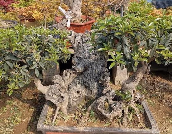 5種花「壽命長」,家裡養幾棵,長成老樁越值錢,顏值超高的